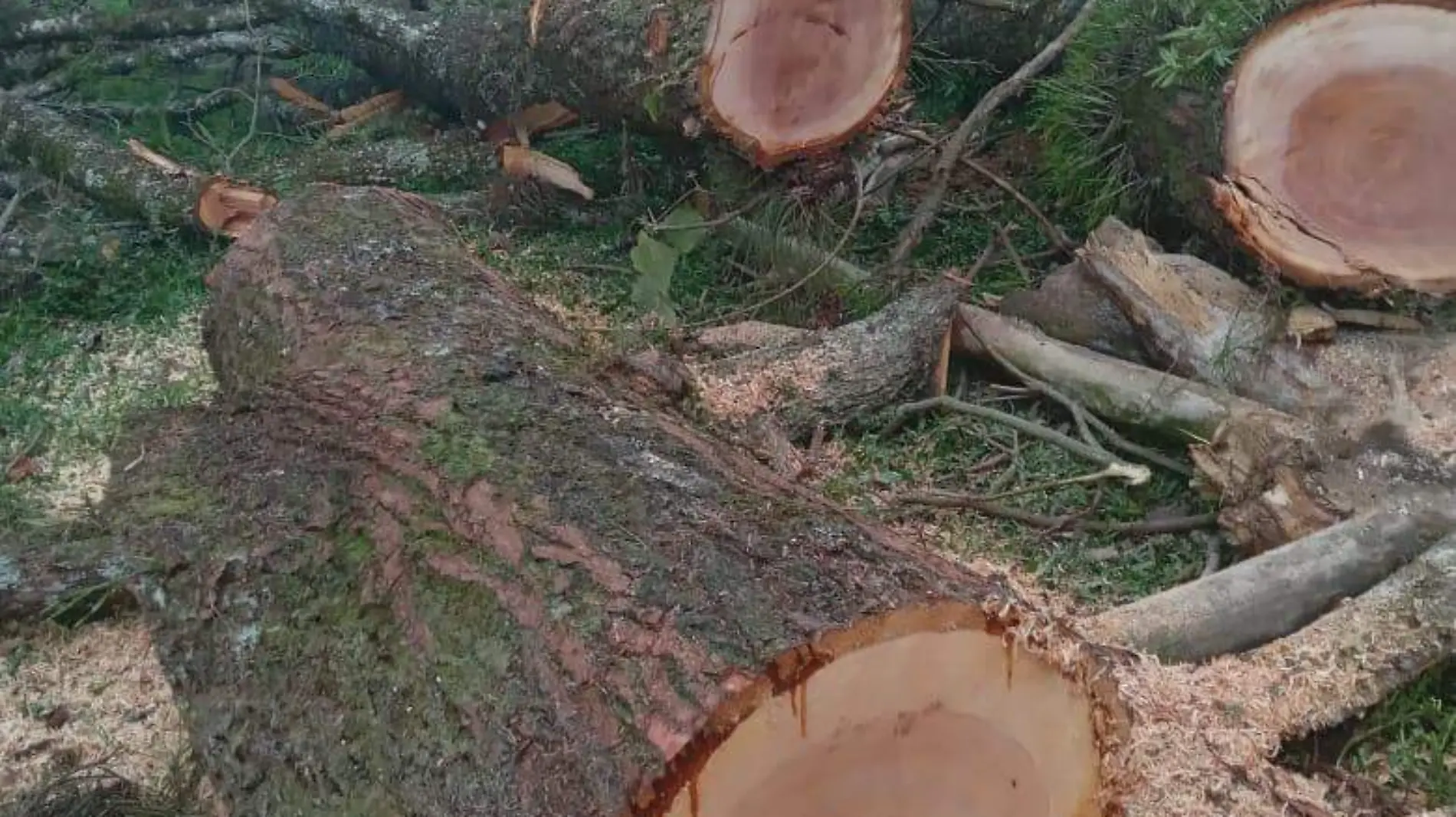 Talamontes se adueñan de bosque en Tepexilotla en la Sierra Negra 